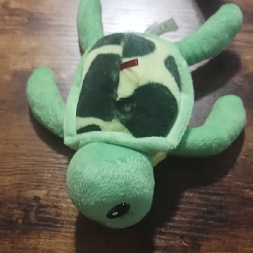 Turtle From canobie Lake